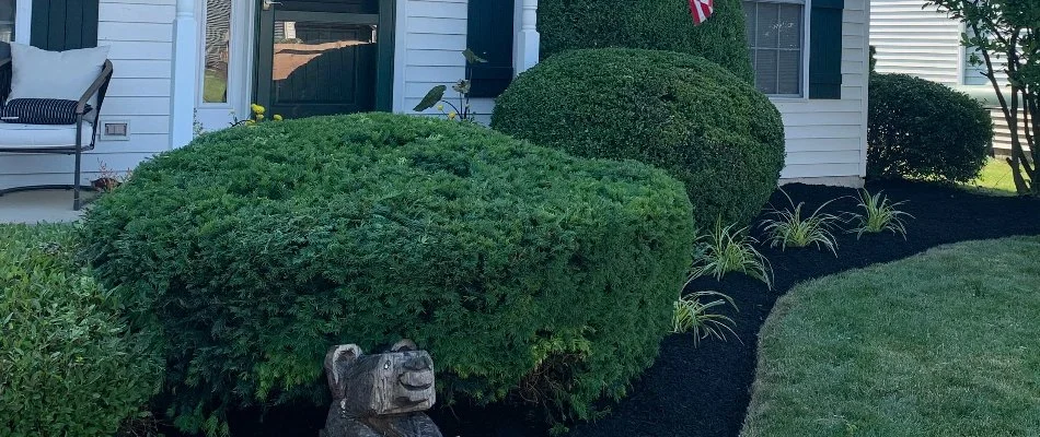 Neatly trimmed shrubs on a landscape bed in Lititz, PA.