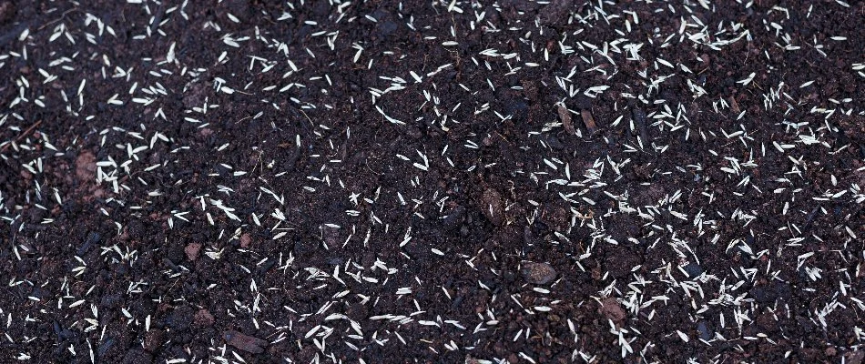 Bare soil with grass seeds in Lititz, PA.