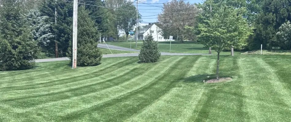 Freshly mowed grass in East Petersburg, PA, with trees by the street.