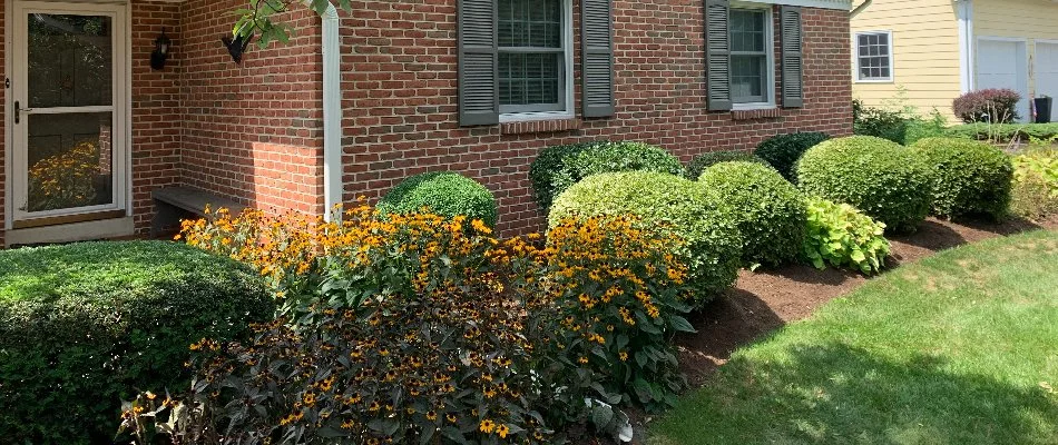 Landscape bed in Ephrata, PA, with neat shrubs and yellow flowers.