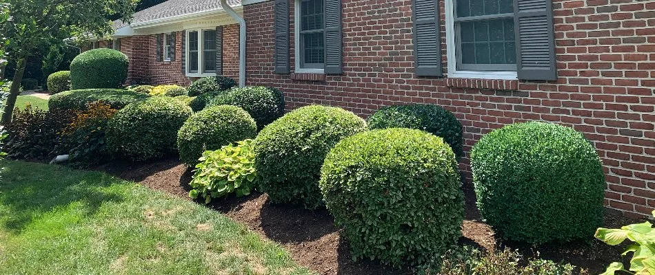 Neatly trimmed shrubs outside a house in Leola, PA.